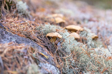 small mushrooms, edible brown mushrooms in lichen, deer moss.