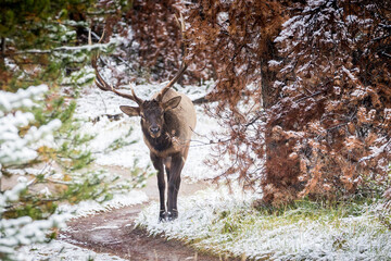 Closeup of a resting elk, an animal, and winter nature scenery