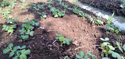 planting vegetables in the fields