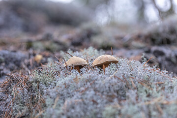 small mushrooms, edible brown mushrooms in lichen, deer moss.