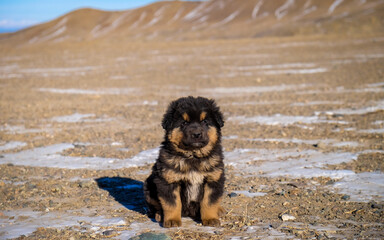 A Mongolian Bankhar puppy in desert.