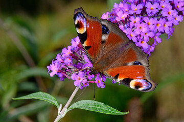 European peacock / Tagpfauenauge (Aglais io)