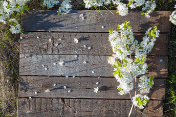 Wooden background with white sakura flowers. Top view