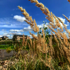Priluky, Lake near Chapskiy palace.
