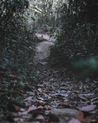 Moody path in the woods