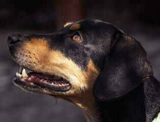 Puppy portrait