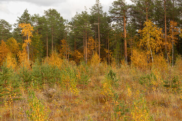 Obraz premium Landscape with colorful plants in autumn in the forest