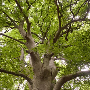 Giant beech tree and Cu&igrave;ynara Cardunculus