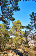 Trees on a rock in the forest.