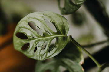 Feuille de Monstera Monkey Leaf