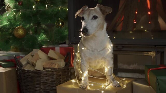 Dog sits wrapped in Christmas lights in front of a Christmas Tree. Merry Christmas. Dog Jack Russell Terrier in a house decorated with a Christmas tree and gifts wishes happy Holiday and Christmas Eve
