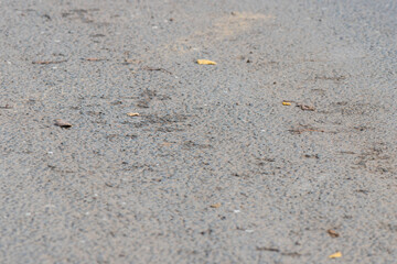 Light grey asphalt texture and dry leaves