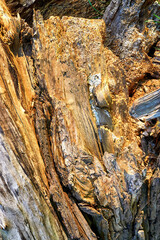Rotten wood texture close up as a background.