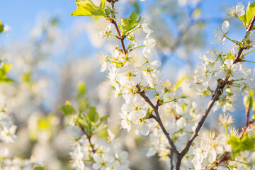 Fototapeta premium Flowers of the cherry blossoms on a spring
