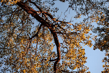 tree in autumn