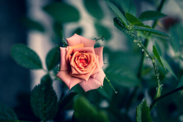 Photo of a homemade Bush rose on the window.