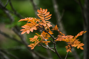 Autumn in forest - orange leaves in sunlight.