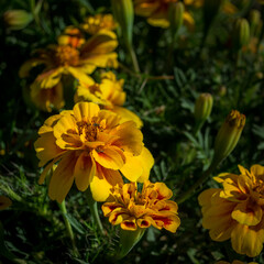 yellow or orange Tagetes flowers