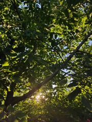 green leaves and sun