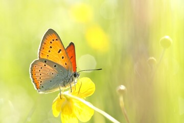 Butterfly on a yellow flower on a spring morning