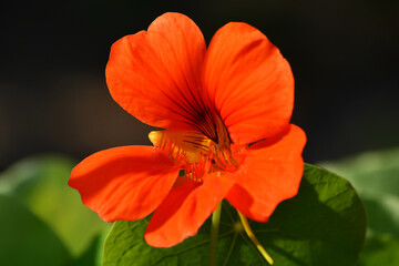 garden flowers of the uk
