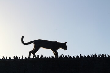 Cat walking on the house wall.