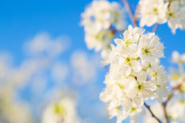 Flowers of the cherry blossoms on a spring