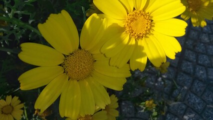 yellow flowers in the garden