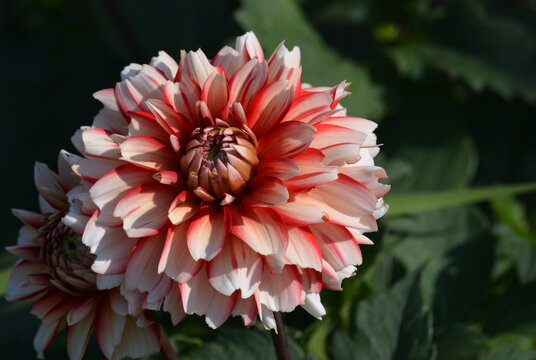 Garden Flowers Of The Uk
