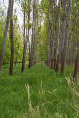 The mature trees in the forest form an alley.
