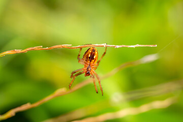 Close up A spider with long legs belly on blurred background.