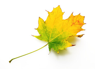 autumn maple leaf closeup object in details, bright and colorful, white background isolated, macro photo, depth of field entire object