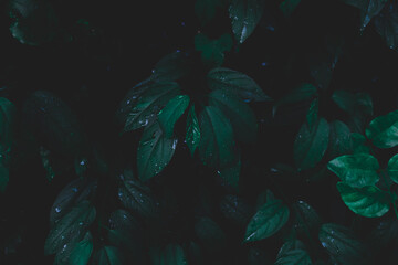 Dew and Green leaves background.Green leaves color dark tone after raining in the morning.Tropical Plant , environment,fresh,photo concept nature and plant.