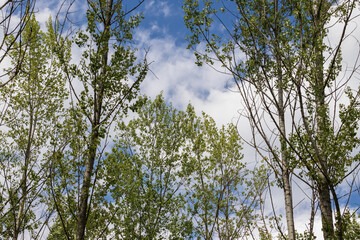 View of the treetops. In the background is a blue sky with clouds.