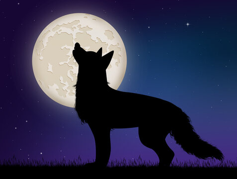 illustration of wolf i the moonlight