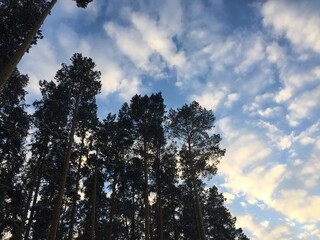 Fototapeta premium sunset in the forest
