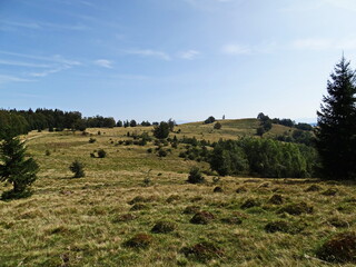 Obraz premium landscape with cows
