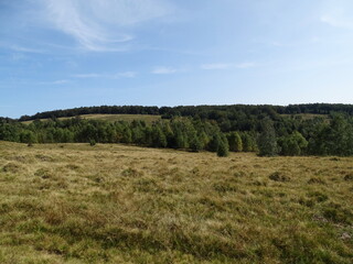 Fototapeta premium forest and sky