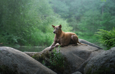 Fototapeta na wymiar the dog sits on a stone in the water. Thai Ridgeback in nature, in the forest