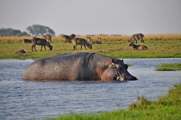 Huge hippo in water, Chobe national park in Botswana