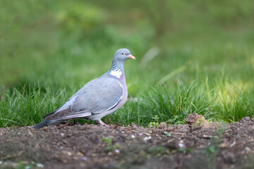 Wood pigeon (Columba palumbus)