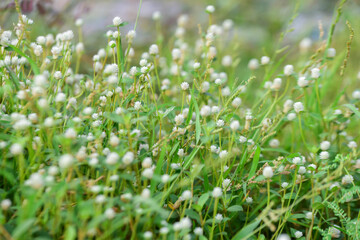 grass with dew drops