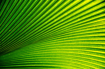 Palm branch, texture of palm leaf