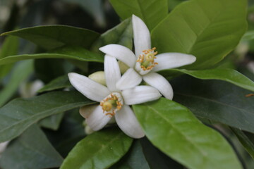 orange flower