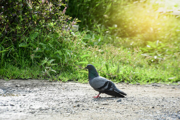 pigeon on the grass