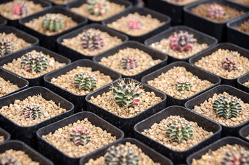 Cactus in square pots.  Tree market. Thailand