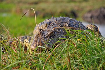 Closeup of big african crocodile in green grass, Chobe National Park in Botswana