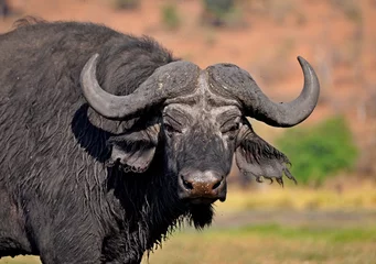 Tuinposter Closeup of african big male buffalo in natural habitat, Chobe National Park, Botswana © Don Serhio