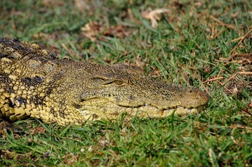 big african crocodile in green grass, Chobe National Park in Botswana