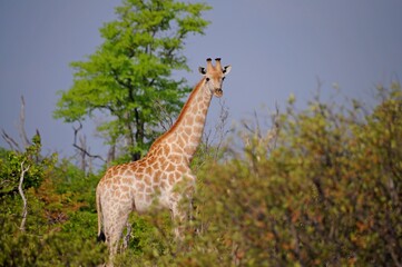 African giraffe in natural habitat, Kruger National Park in South Africa